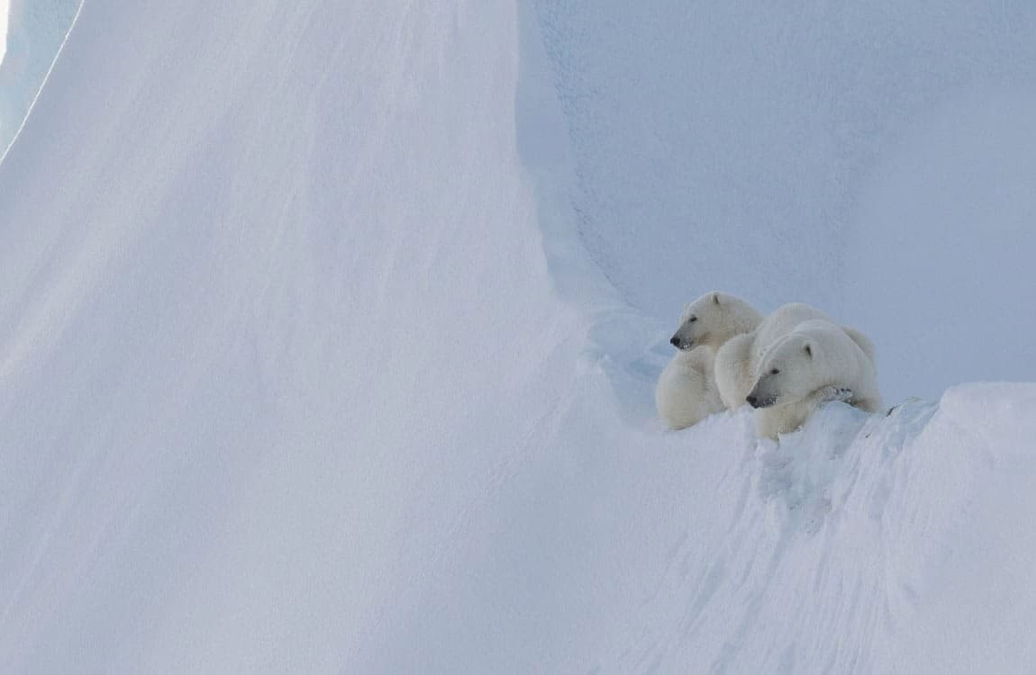 Arctic Kingdom packages showcase polar bears 