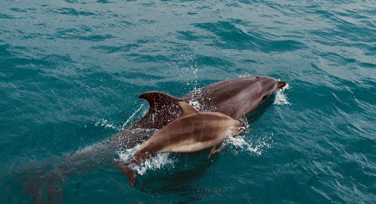 There are at least 336 dolphin entertainment venues – known as dolphinariums – in 54 countries across the world, holding over 3,000 captive dolphins. In the wild dolphins swim up to 400 km2 a day. Photo: Adrien Aletti.