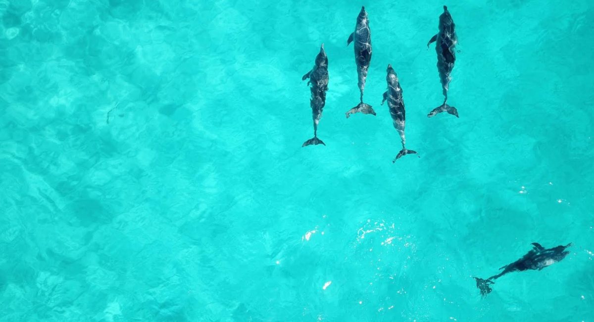 A wild pod of dolphins swims in the shallows of Cape Naturaliste, Western Australia.
Photo: Courtnie Tosana.